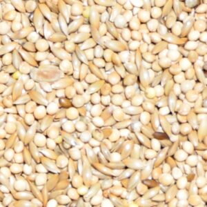 Budgie Food