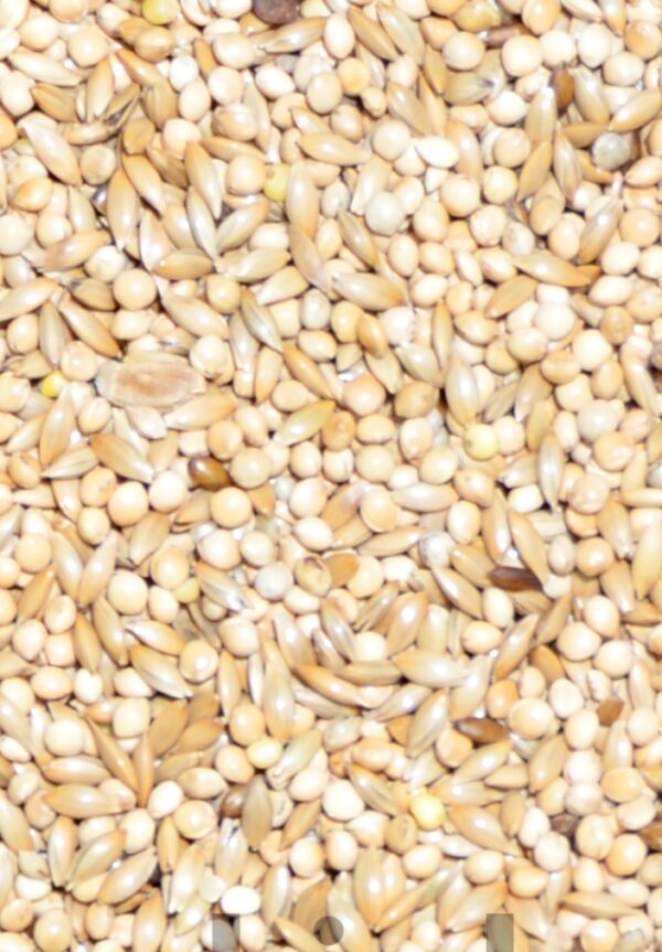Budgie Food