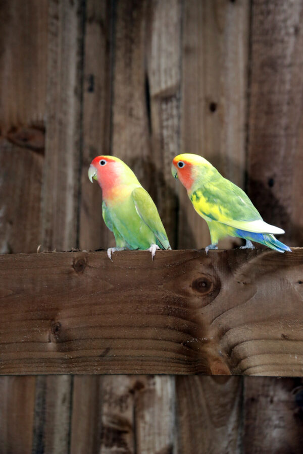 Baby Love Birds - Image 7