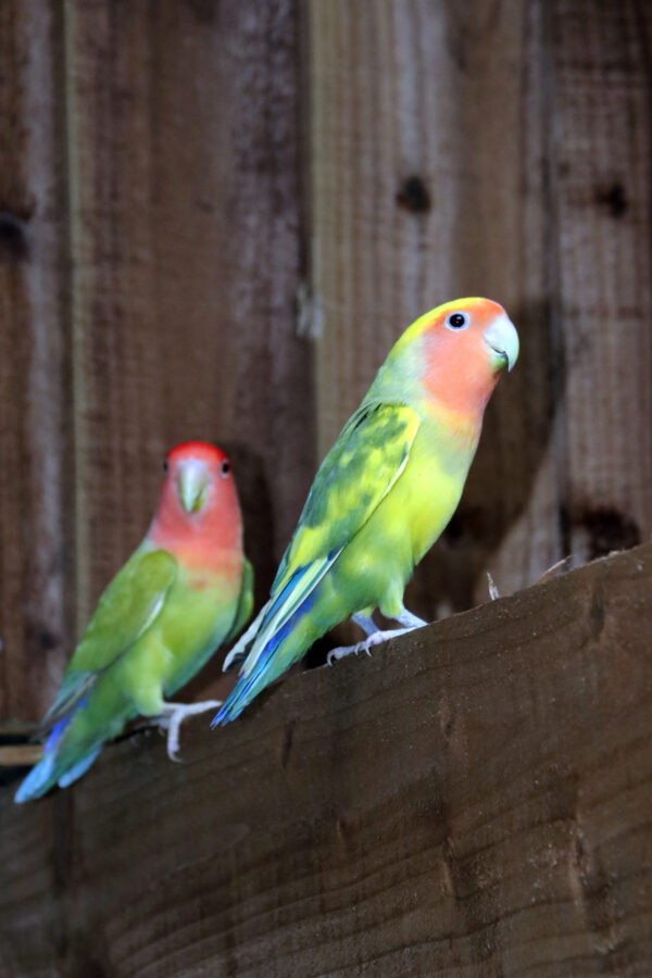 Baby Love Birds - Image 6
