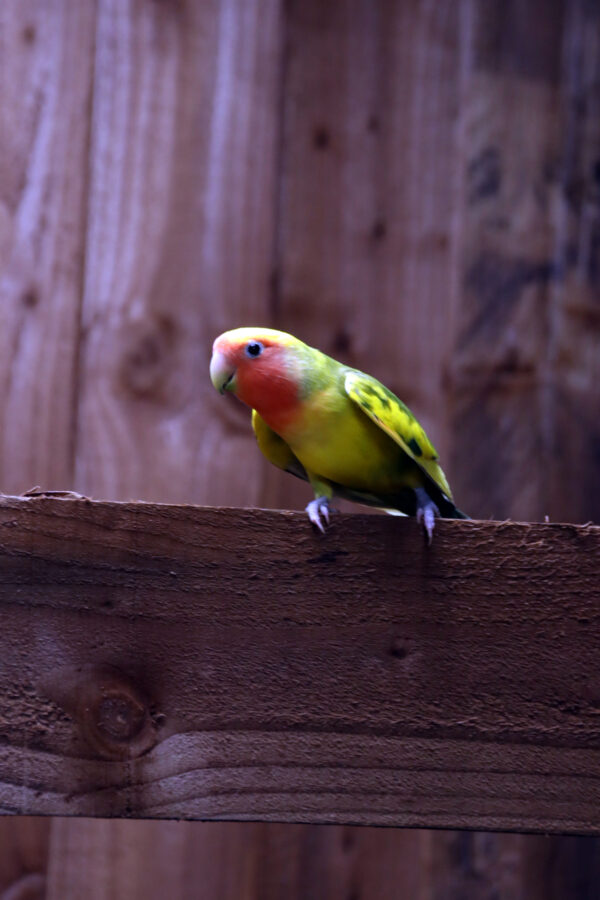 Baby Love Birds - Image 5