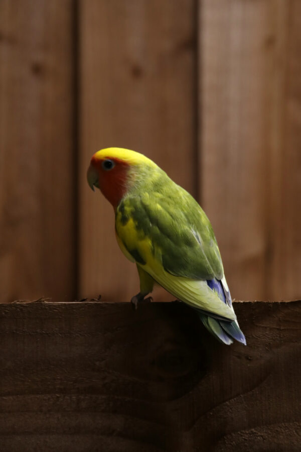 Baby Love Birds - Image 4