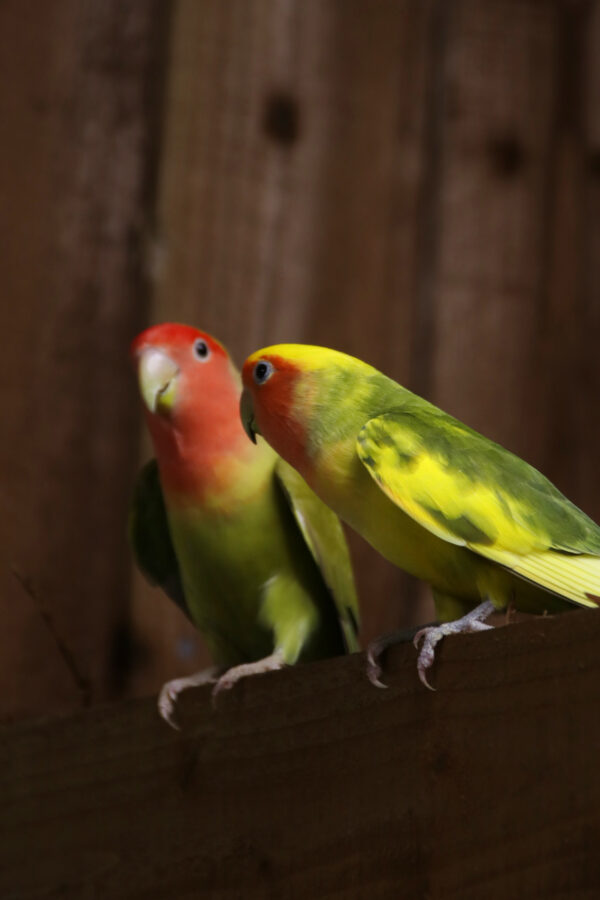 Baby Love Birds - Image 3