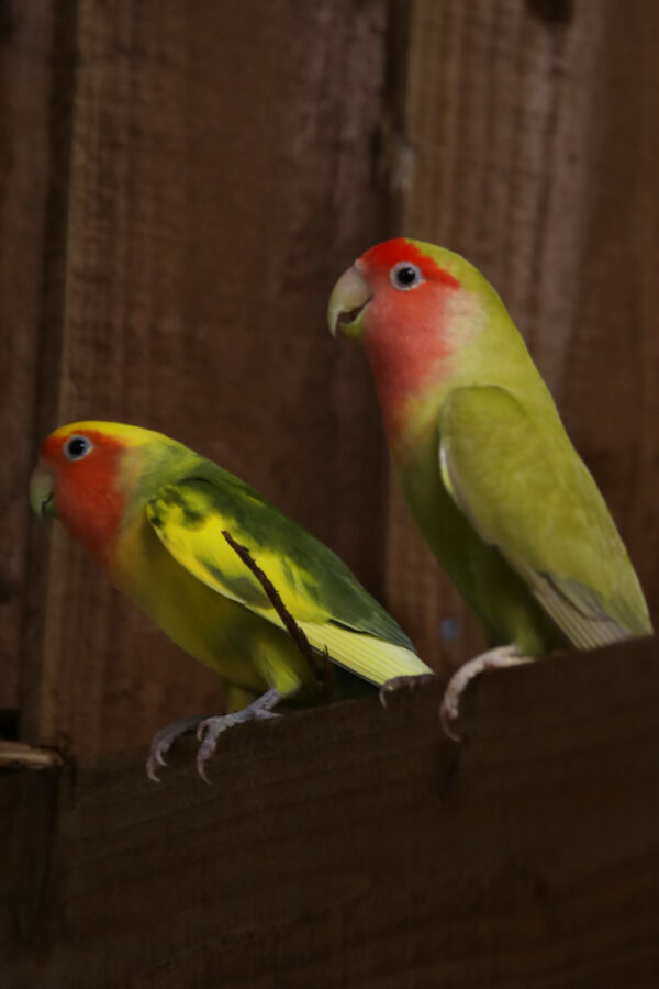 Baby Love Birds - Image 2