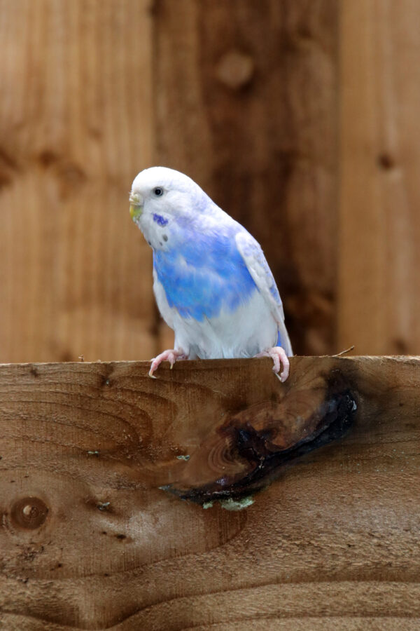 Baby Budgies Pairs - Image 10