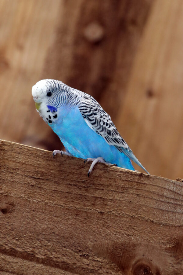 Baby Budgies Pairs - Image 9