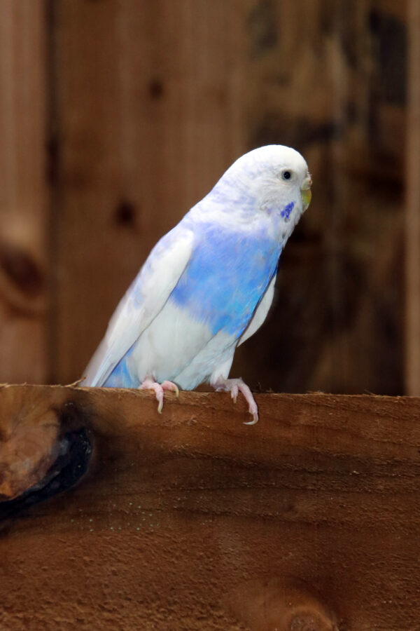 Baby Budgies Pairs - Image 8