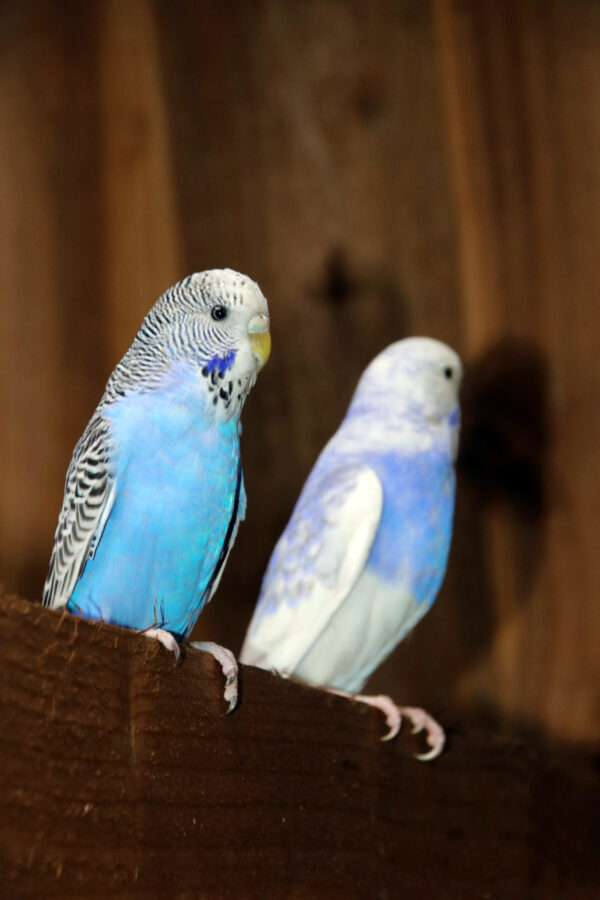 Baby Budgies Pairs - Image 2