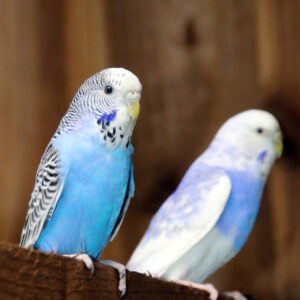 Baby Budgies Pairs