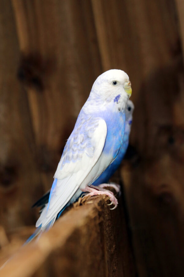 Baby Budgies Pairs - Image 6