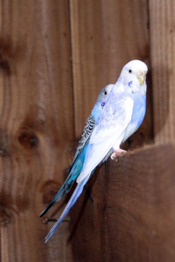 Baby Budgies Pairs - Image 5