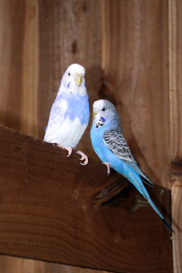 Baby Budgies Pairs - Image 4