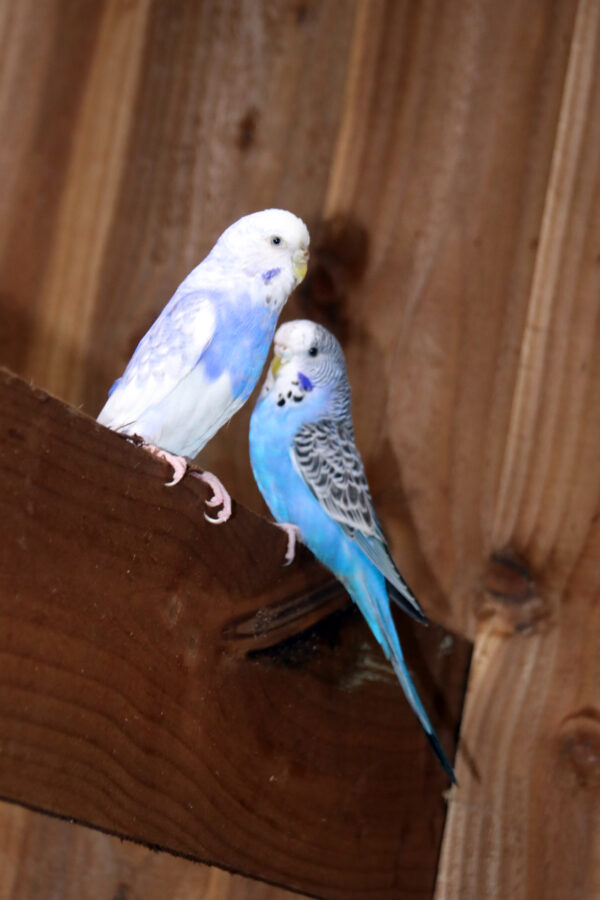 Baby Budgies Pairs - Image 3