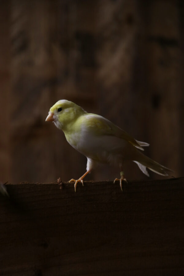 Yellow Canary - Image 4