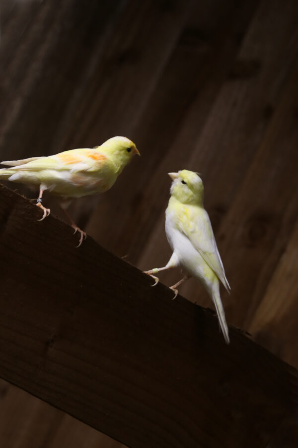 Yellow Canary - Image 3