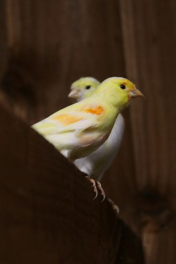 Yellow Canary - Image 2