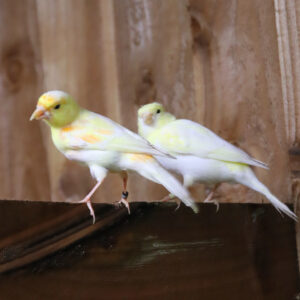 Yellow Canary