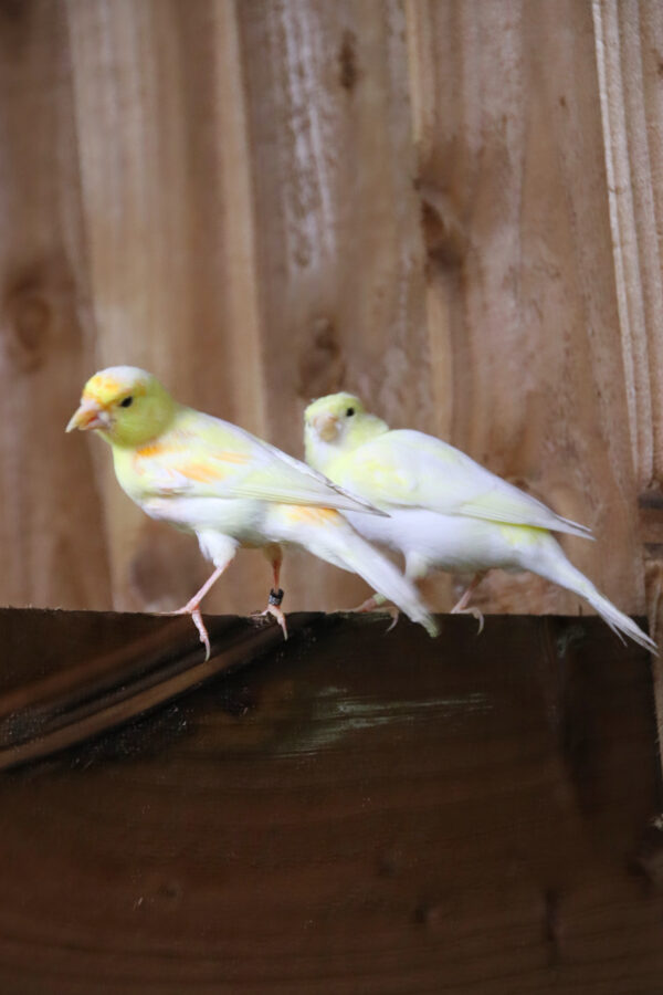 Yellow Canary