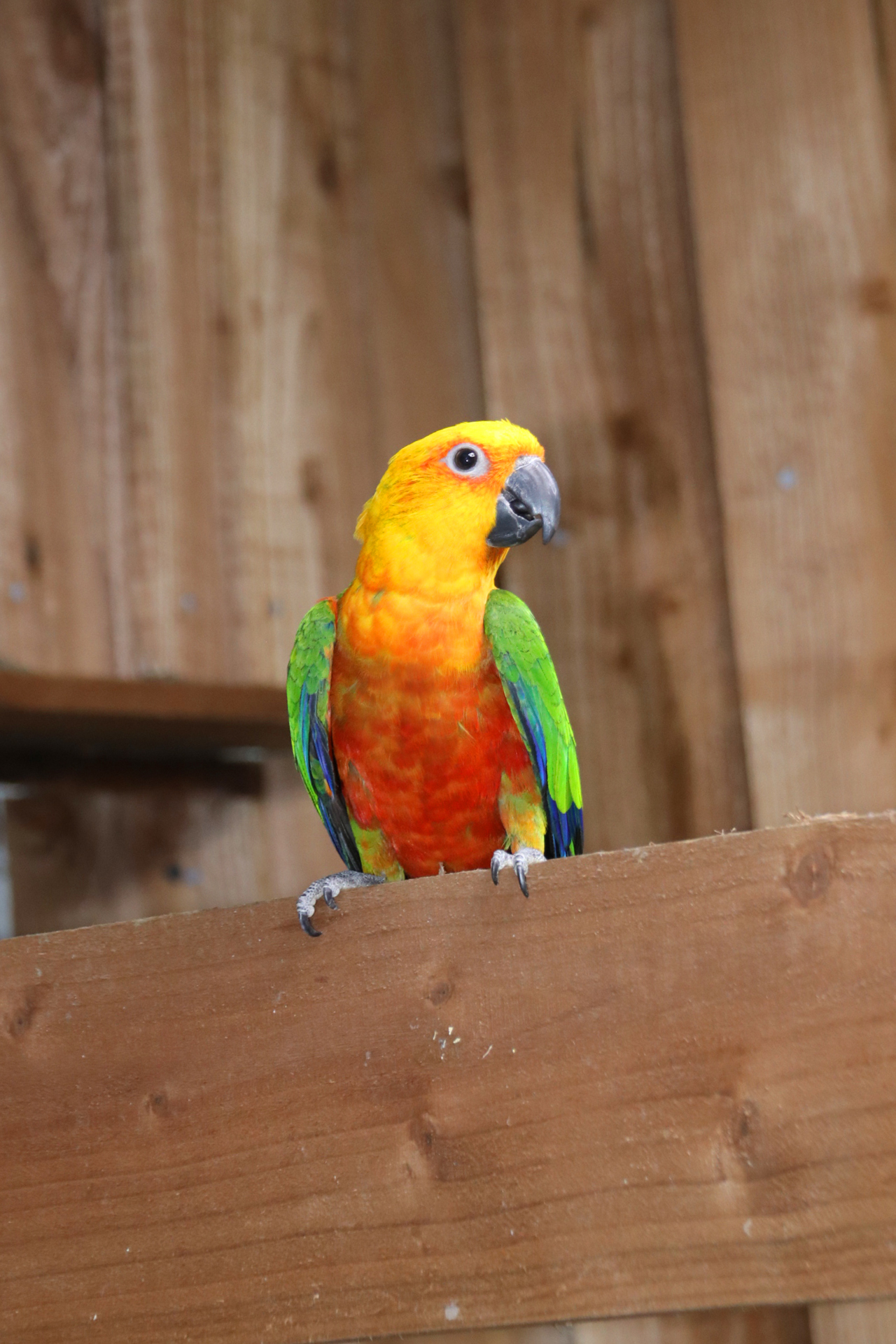 Baby Jenday Conure - Image 9