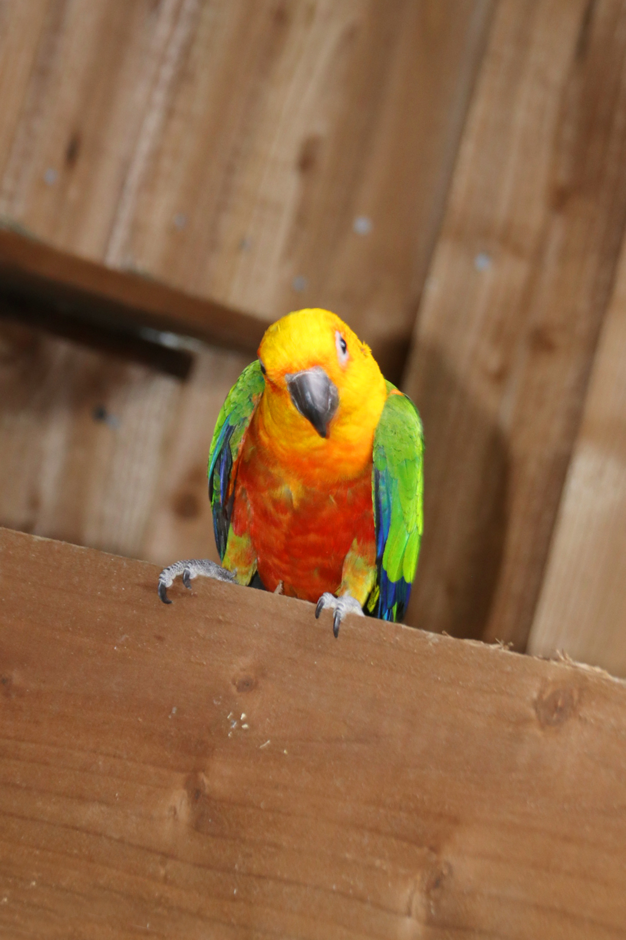 Baby Jenday Conure - Image 8