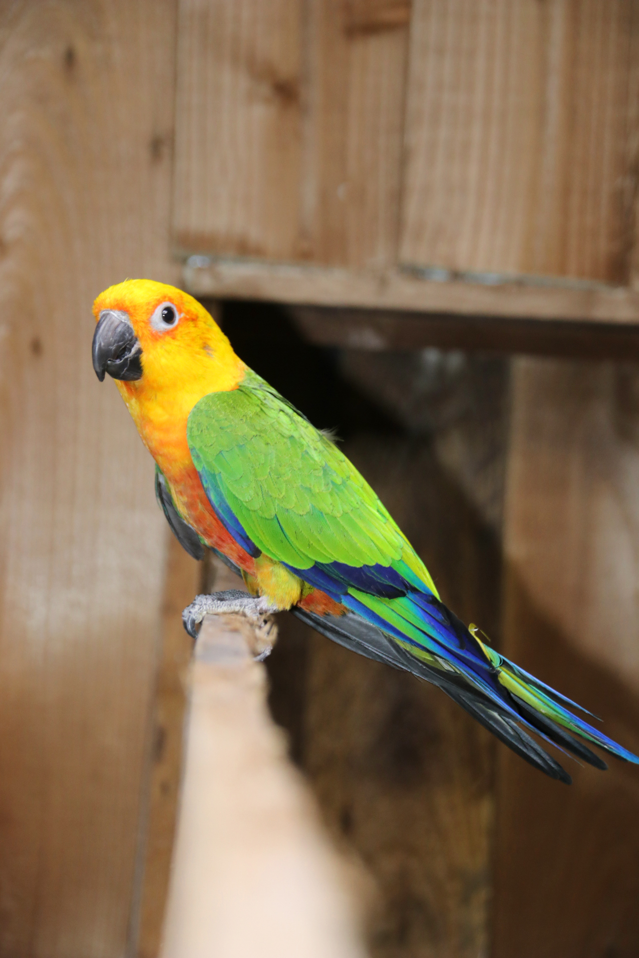 Baby Jenday Conure - Image 7