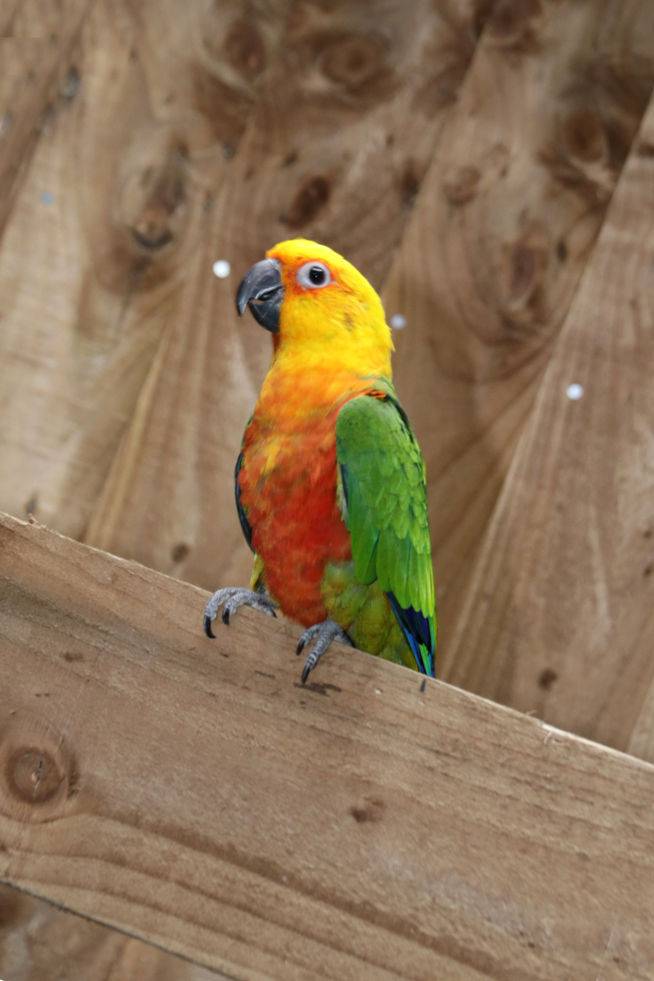 Baby Jenday Conure - Image 5