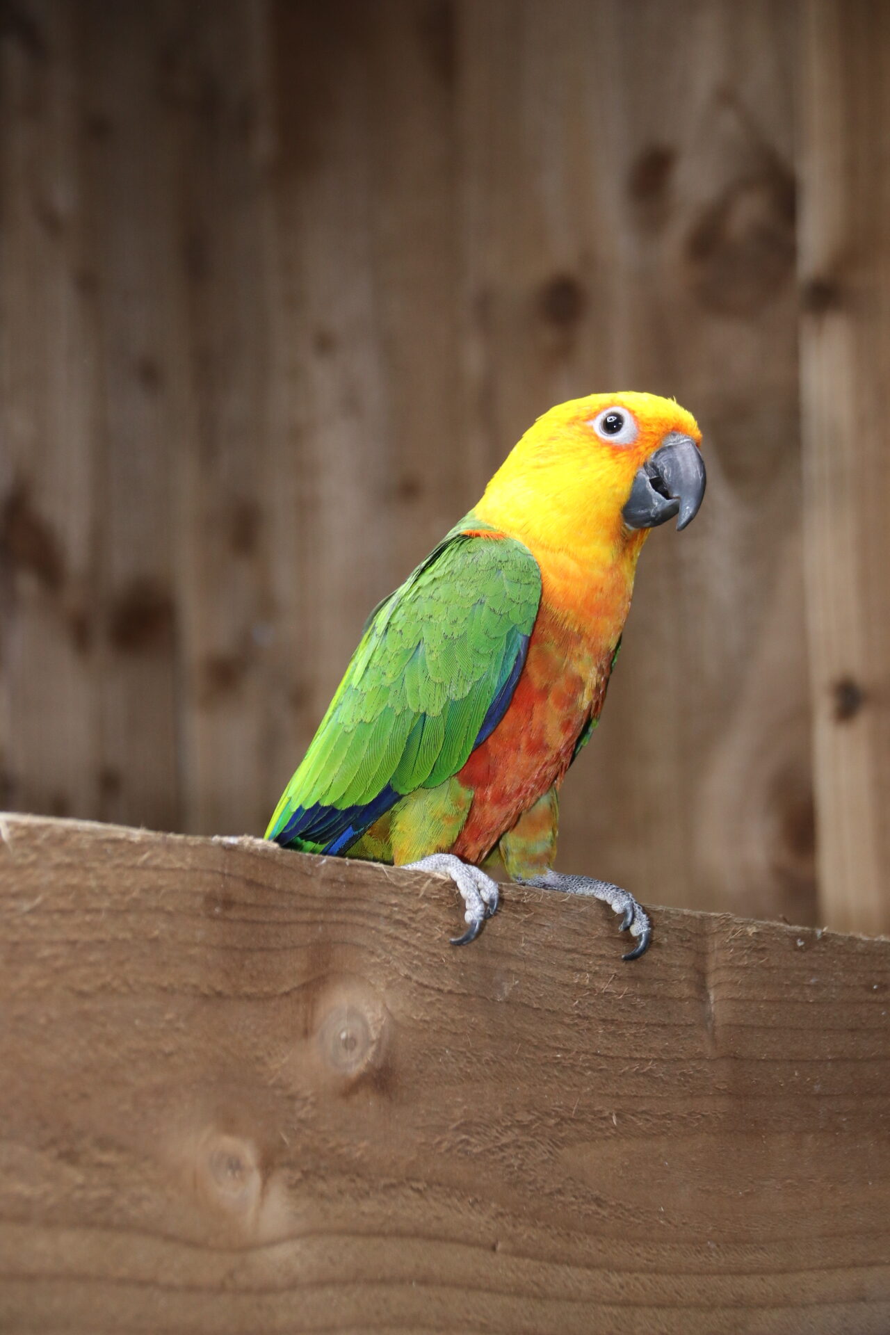 Baby Jenday Conure - Image 4