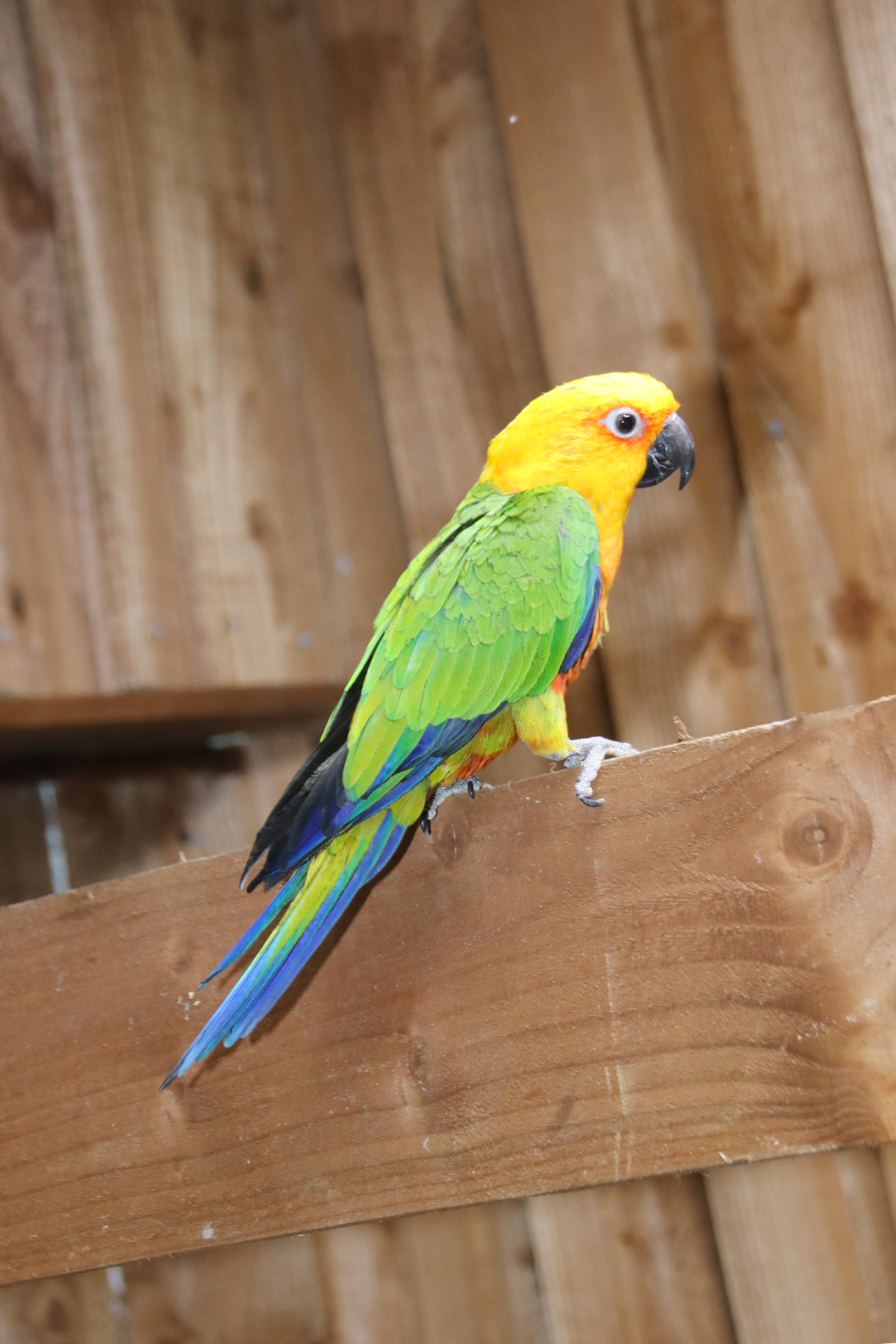 Baby Jenday Conure - Image 2