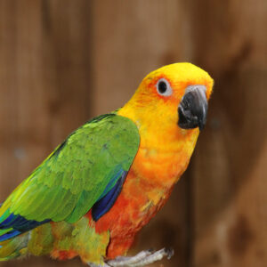 Baby Jenday Conure