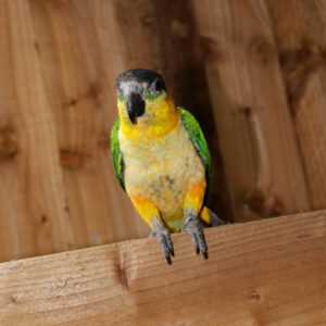 Baby Black Headed Caique