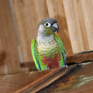 Baby Green Cheek Conure