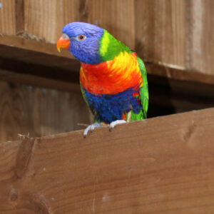 Baby Rainbow Lorikeet UK