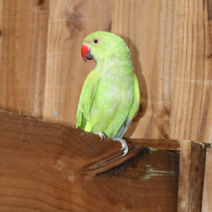 Baby Green Ringneck Talking Parrot
