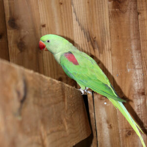 Baby Alexandrine Talking Parrot — Intelligent, Trained & Human Voice Mimic