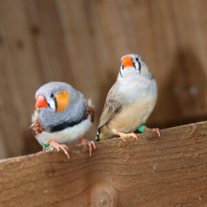 Zebra Finch Pair