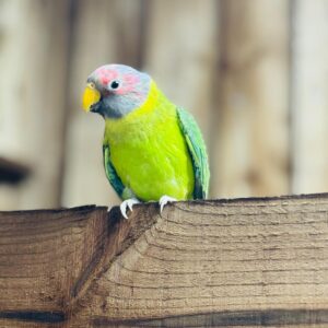 Plum Headed Parakeet