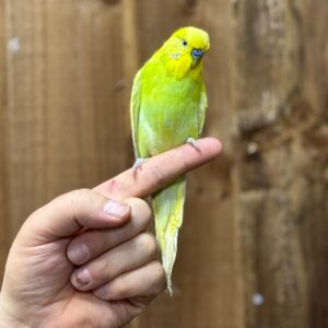 Hand-Tamed Budgie
